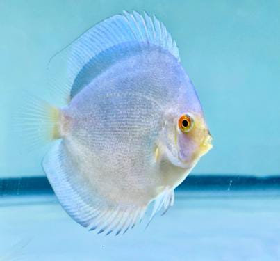 BLUE MERCURY Discus